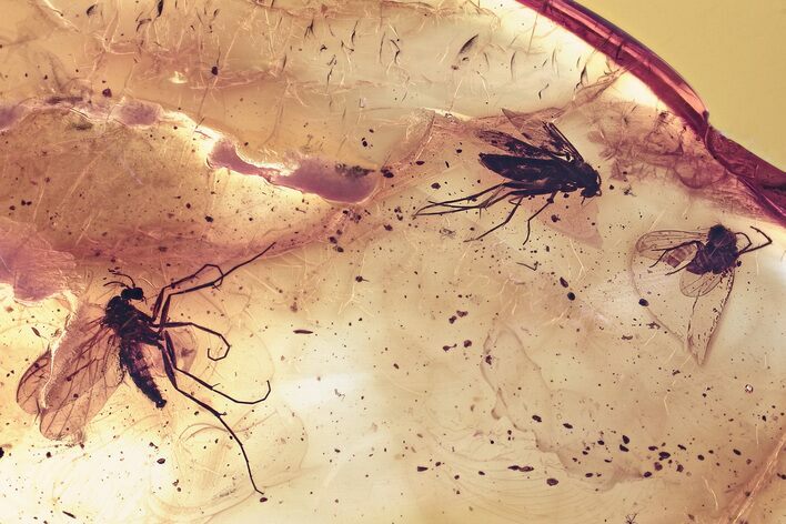 Detailed Fossil Fly and Fungus Gnats in Baltic Amber #352807
